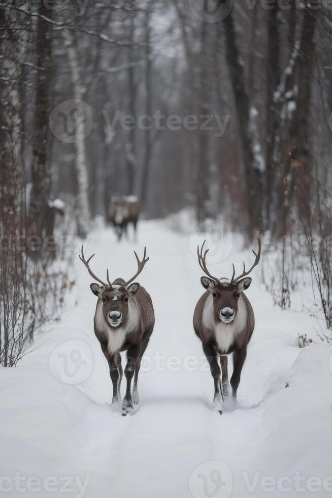 Reindeer walking on snowy path in winter forest photo