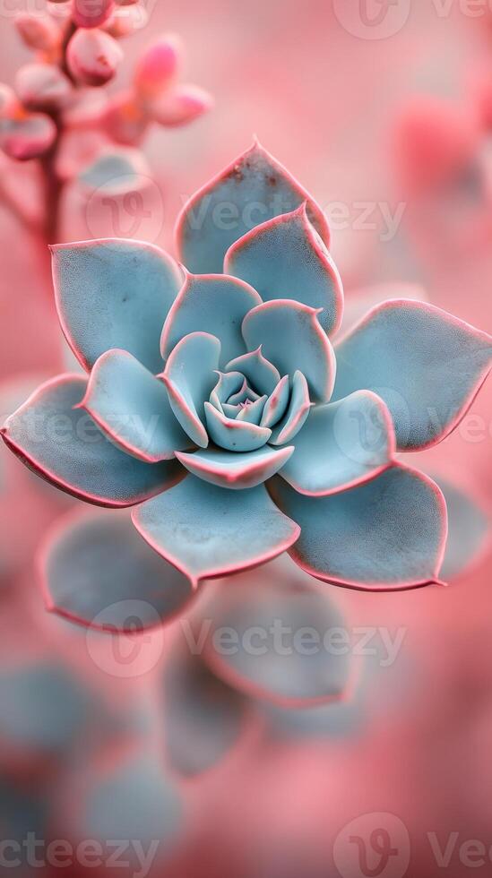 Echeveria succulent showing its vibrant pink and teal colors in soft light photo
