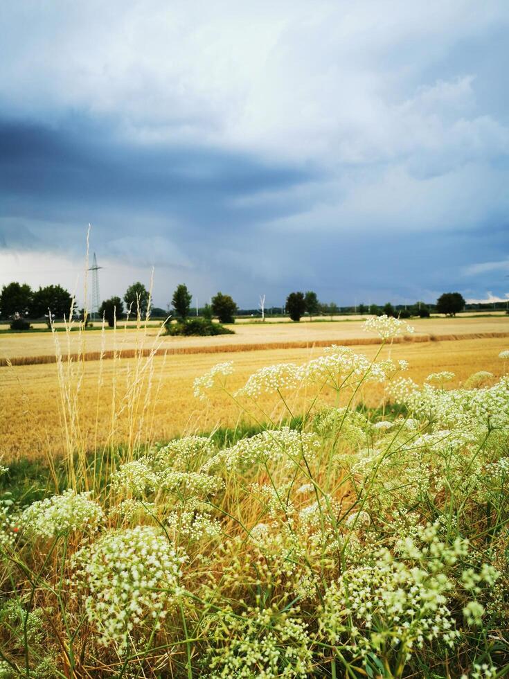 Stormy sky over golden wheat field photo