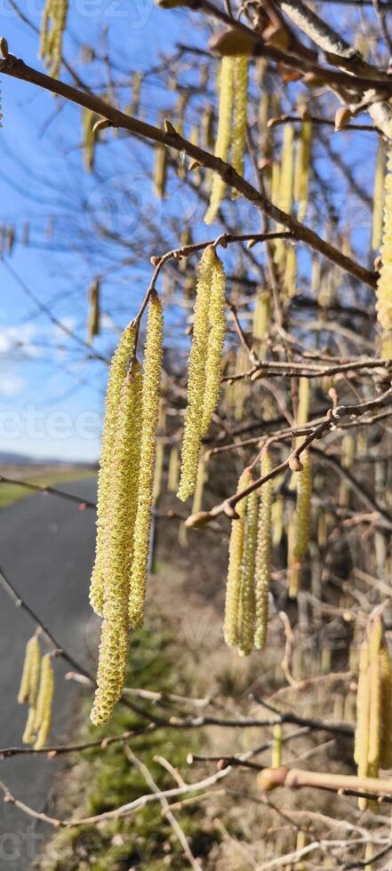 Flowering hazel catkins in spring photo