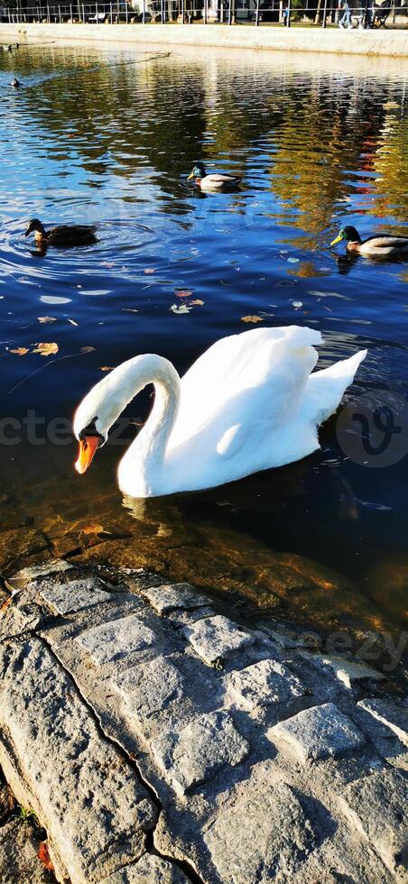 Snow-white swan against the background of ducks on a pond in the park photo
