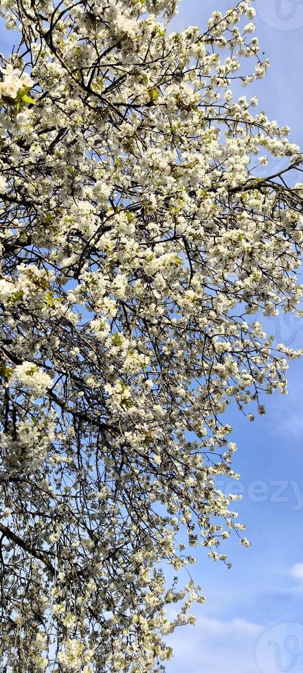 Flowering tree branch against blue sky photo