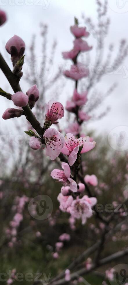 Flowering branches of peach in spring photo