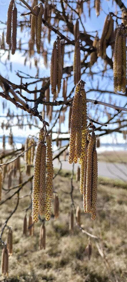 Flowering hazel catkins in spring photo