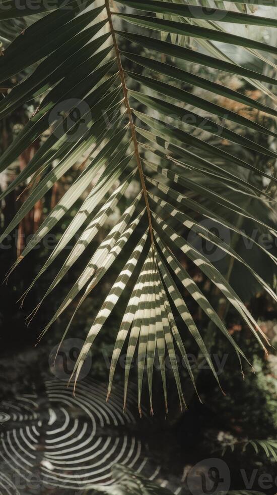 A palm leaf with a sun shining through it photo