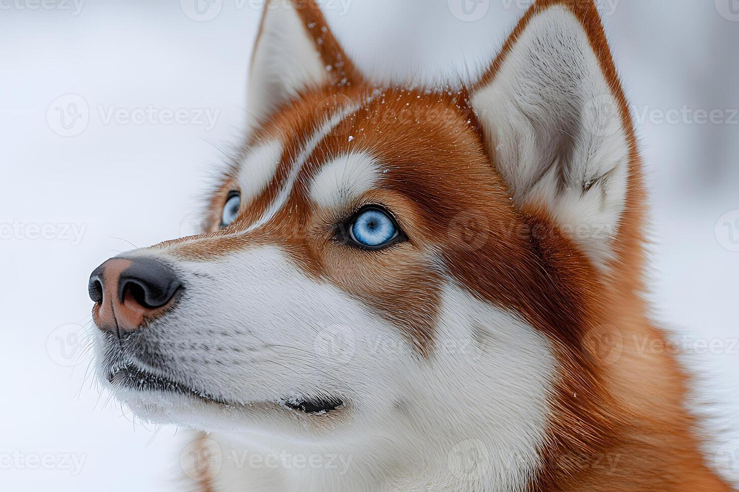 Siberian Husky in Winter Close-Up of Dog with Blue Eyes photo
