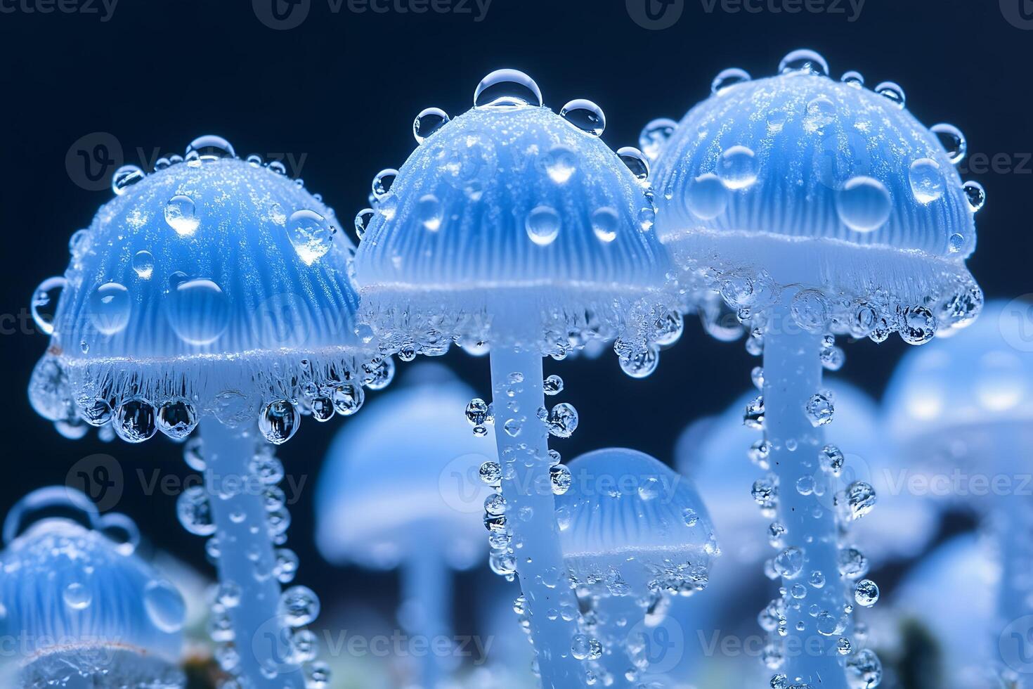 Macro View of Translucent Blue Mushrooms with Water Droplets for Nature and Botanical Designs photo