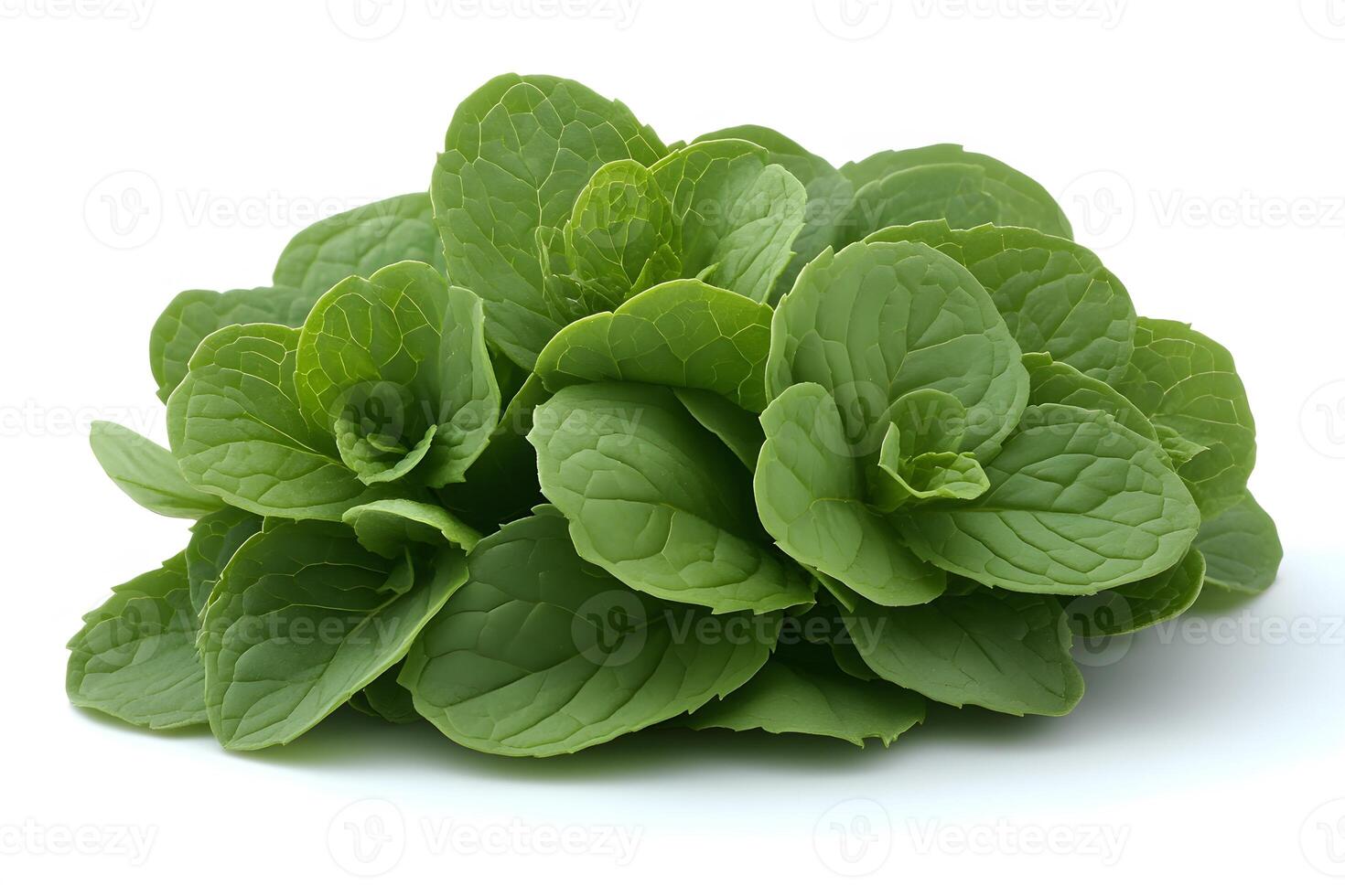 Fresh Mint Leaves Isolated on White Background for Culinary and Herbal Use photo