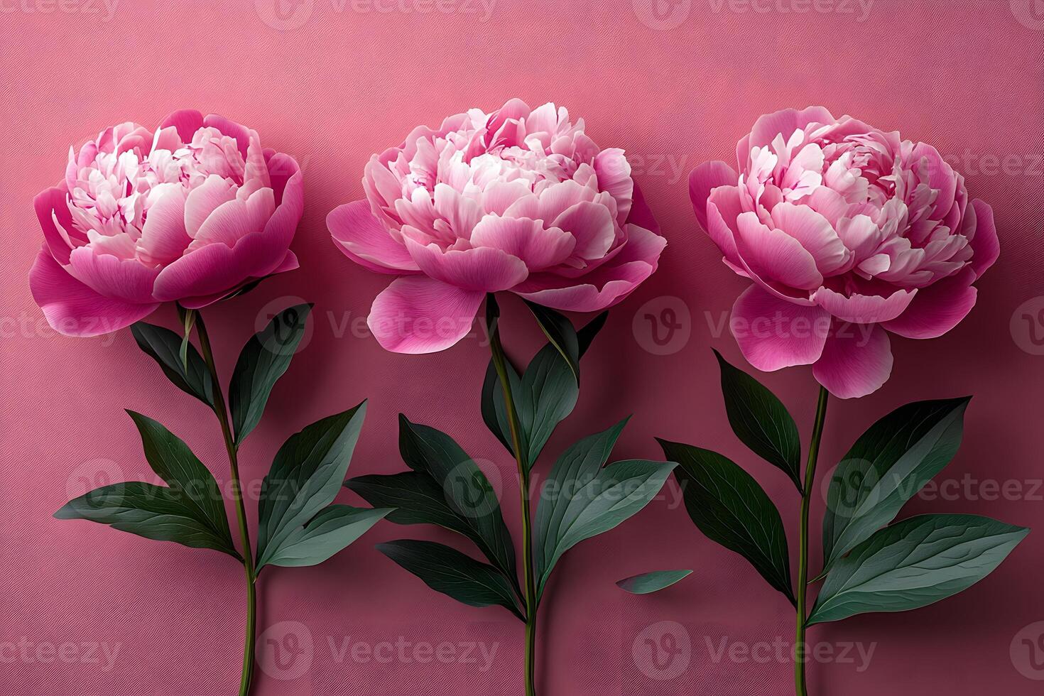 Elegant Pink Peonies on Soft Pink Background - Floral Decor for Art and Design photo