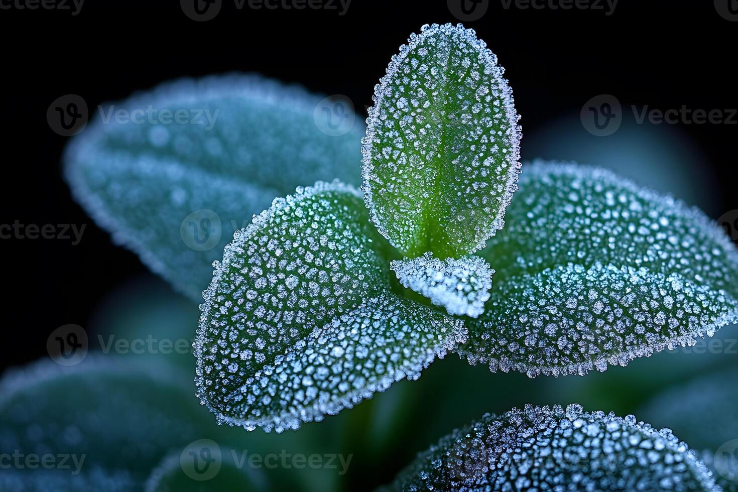 Frost-Kissed Greenery Nature's Elegance in Winter Macro Photography photo