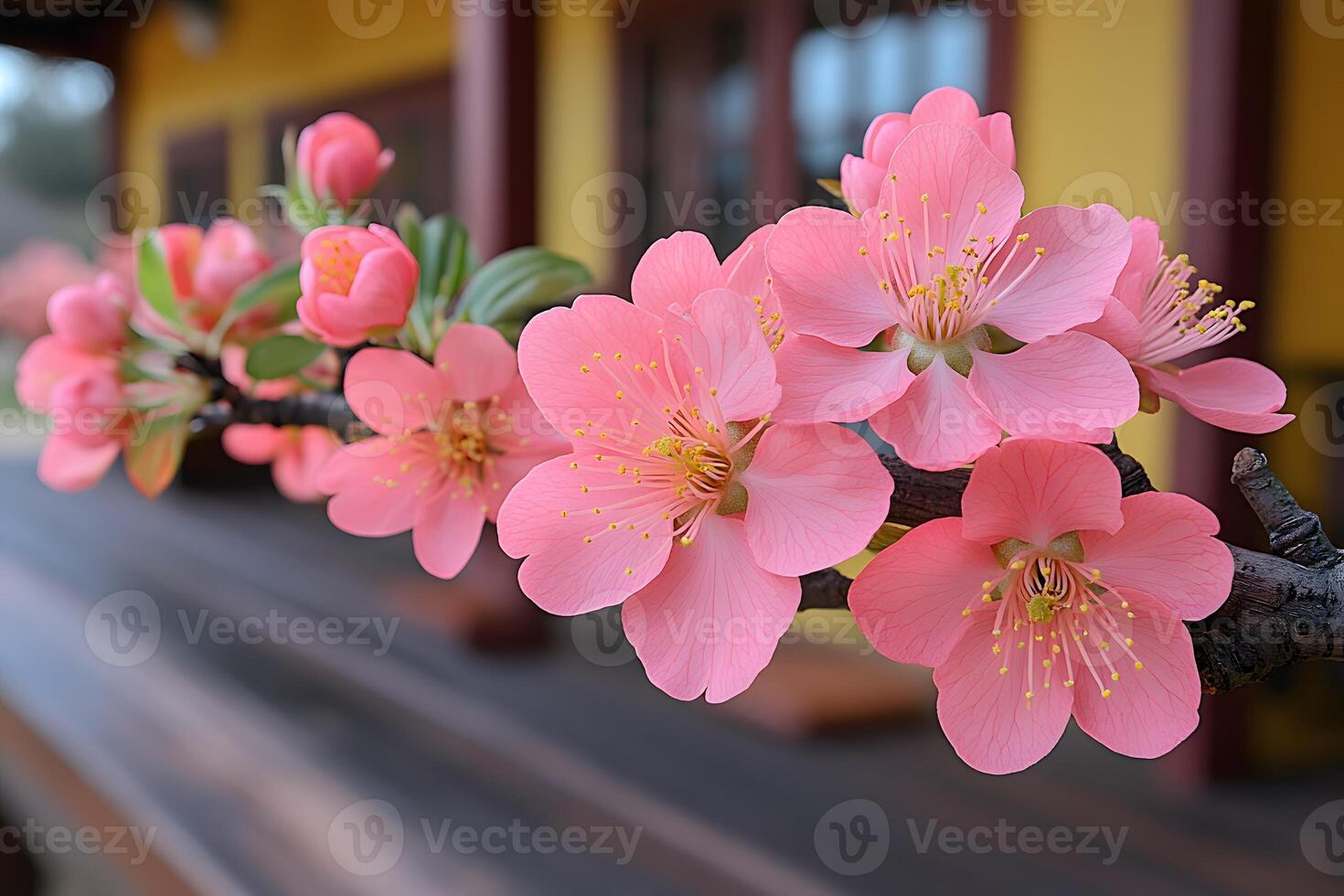 Cherry Blossom Branch in Front of Traditional Japanese Building photo
