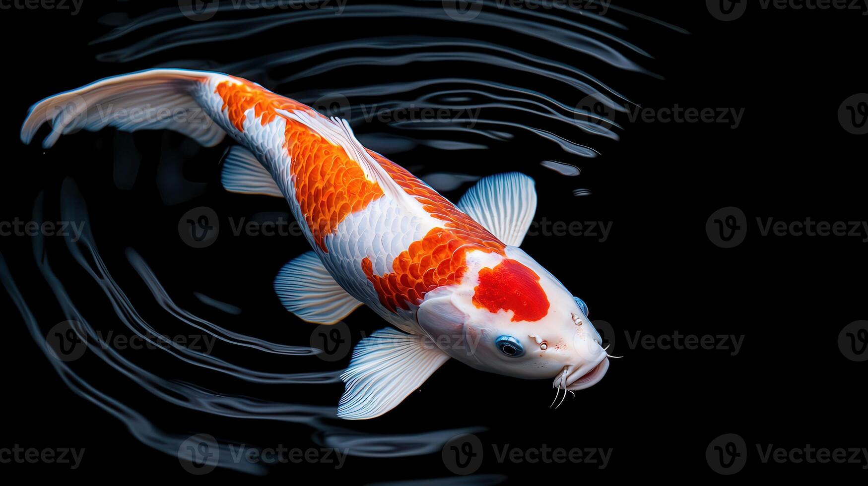 Stunning Koi Fish Swimming in Dark Water Koi Pond Aquatic Life Colorful Orange White Fish photo