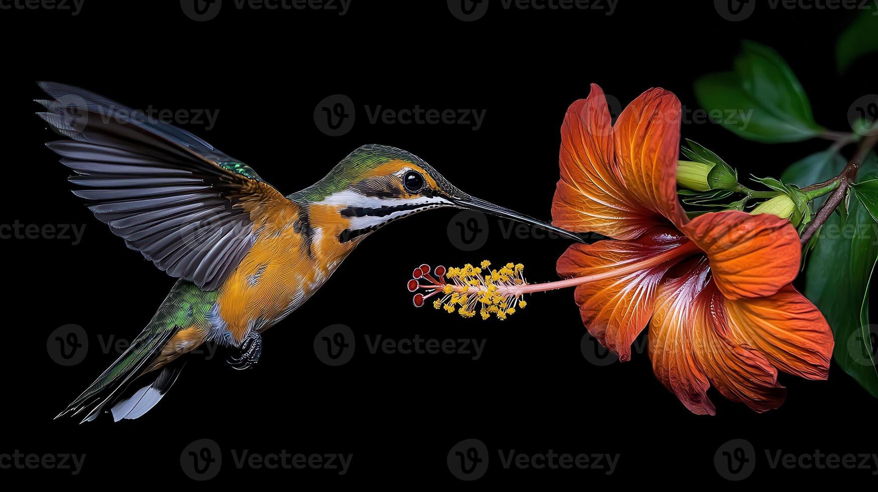 Vibrant Hummingbird Feeding on a Hibiscus Flower in Flight A Close Up Nature Image photo