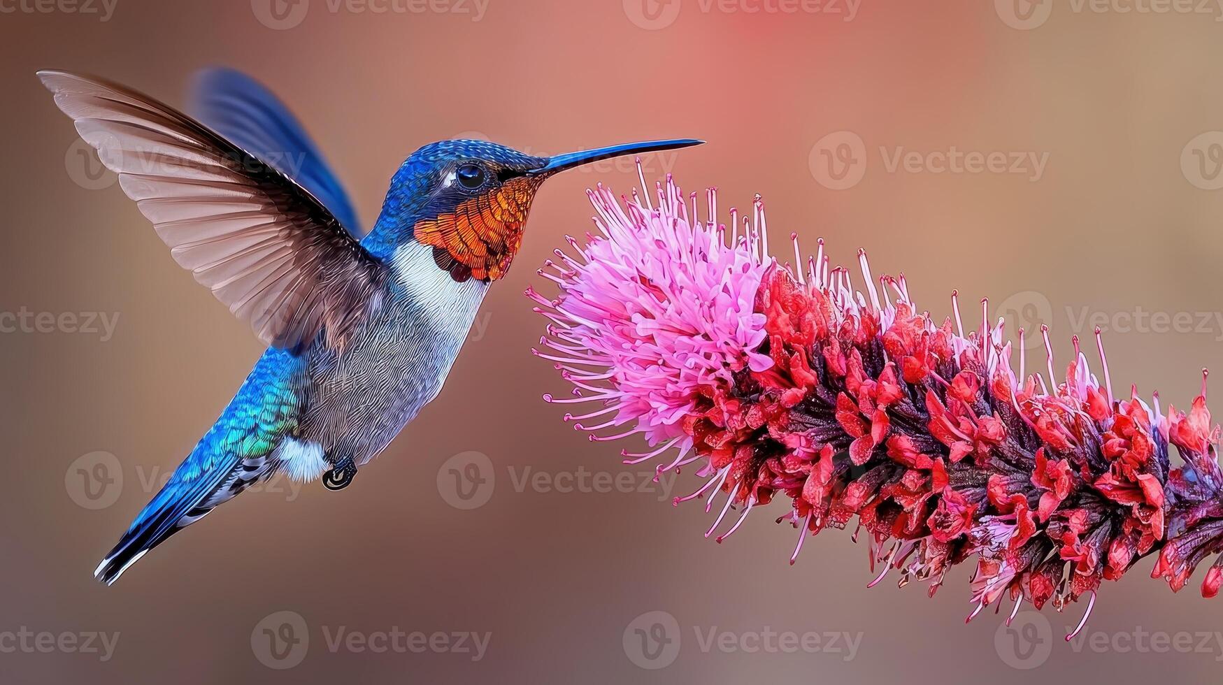 Vibrant Hummingbird in Flight Near Pink and Red Flowers Nature Wildlife photo