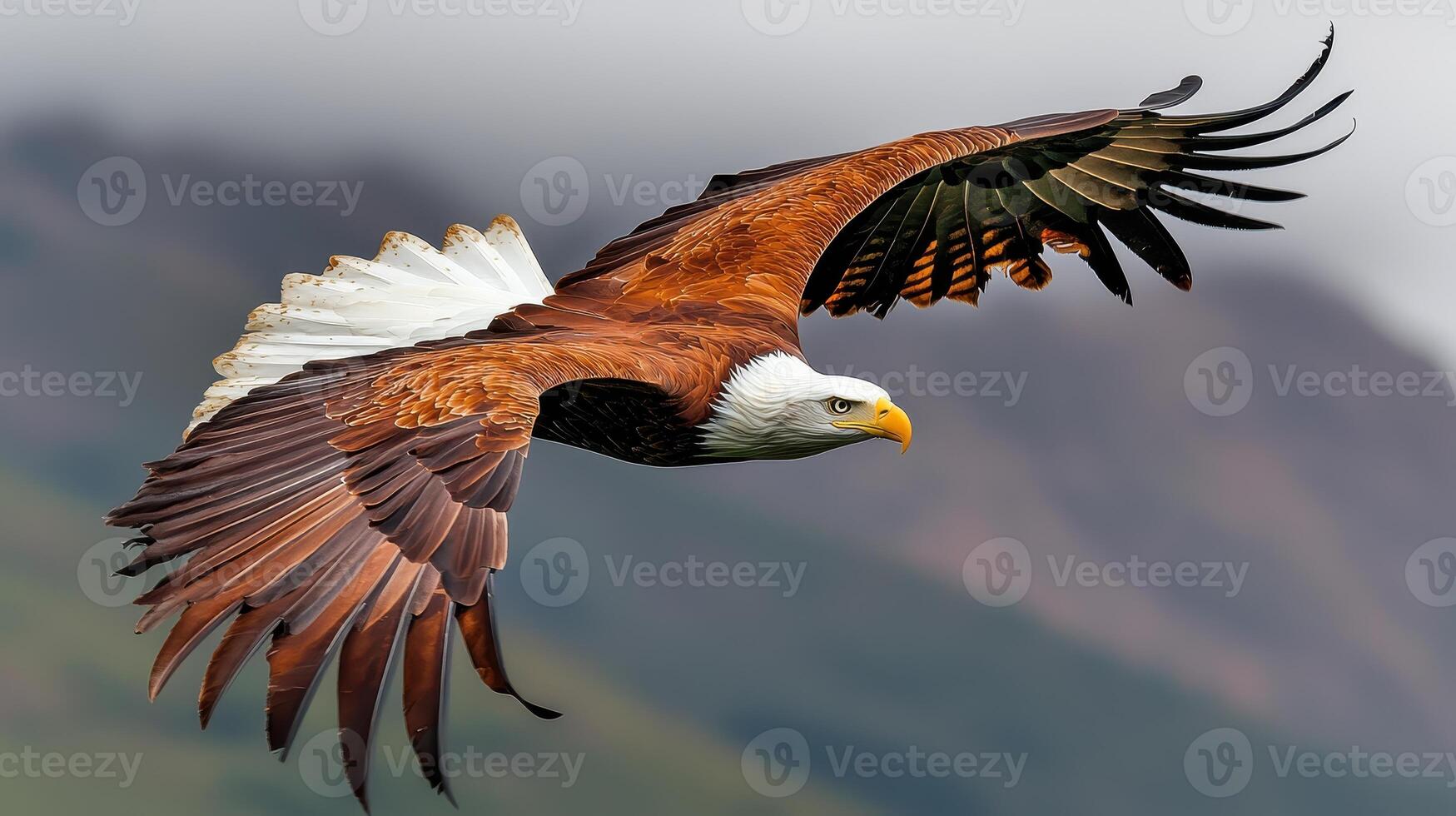 Majestic Bald Eagle in Flight Soaring over Mountain Landscape Wildlife photo
