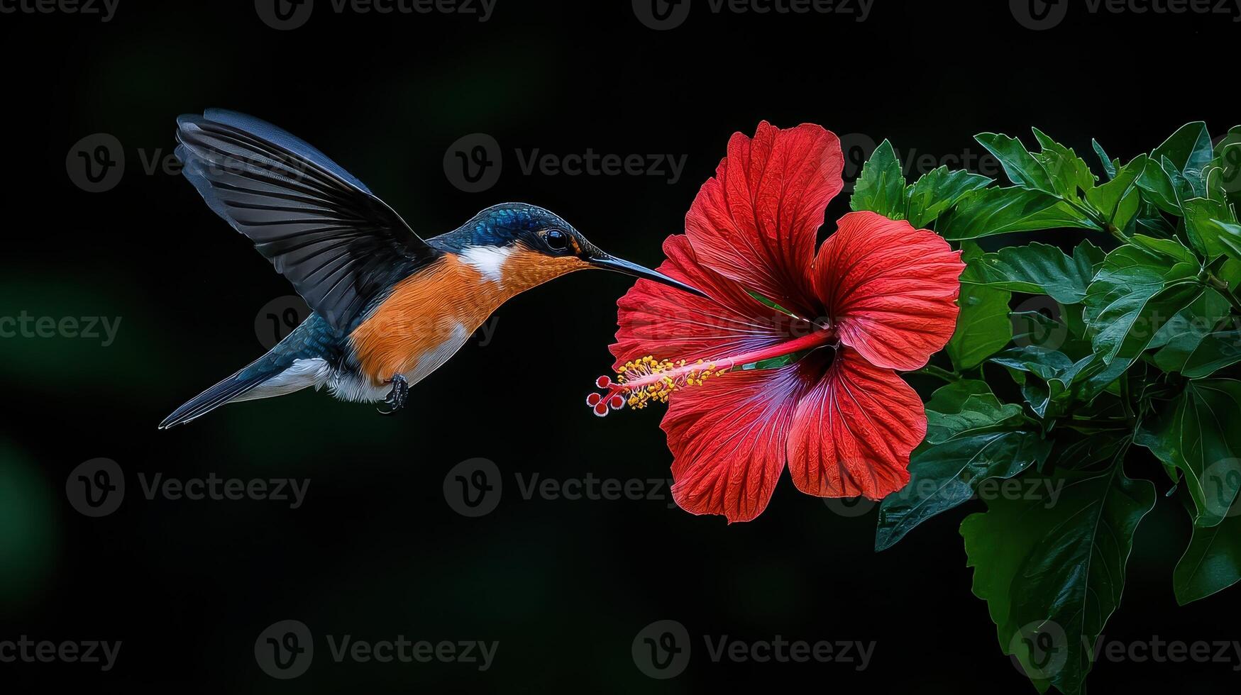 Vibrant Hummingbird in Flight Near a Red Hibiscus Flower in Nature photo