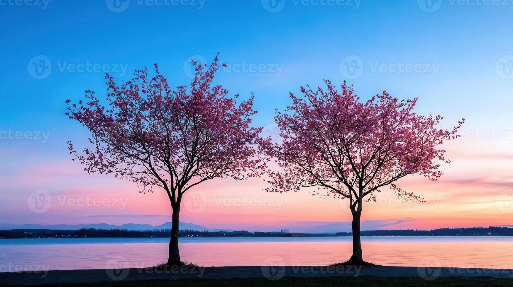 Serene Sunset Landscape with Two Blooming Cherry Trees by the Lake Peaceful Springtime Nature Scene photo