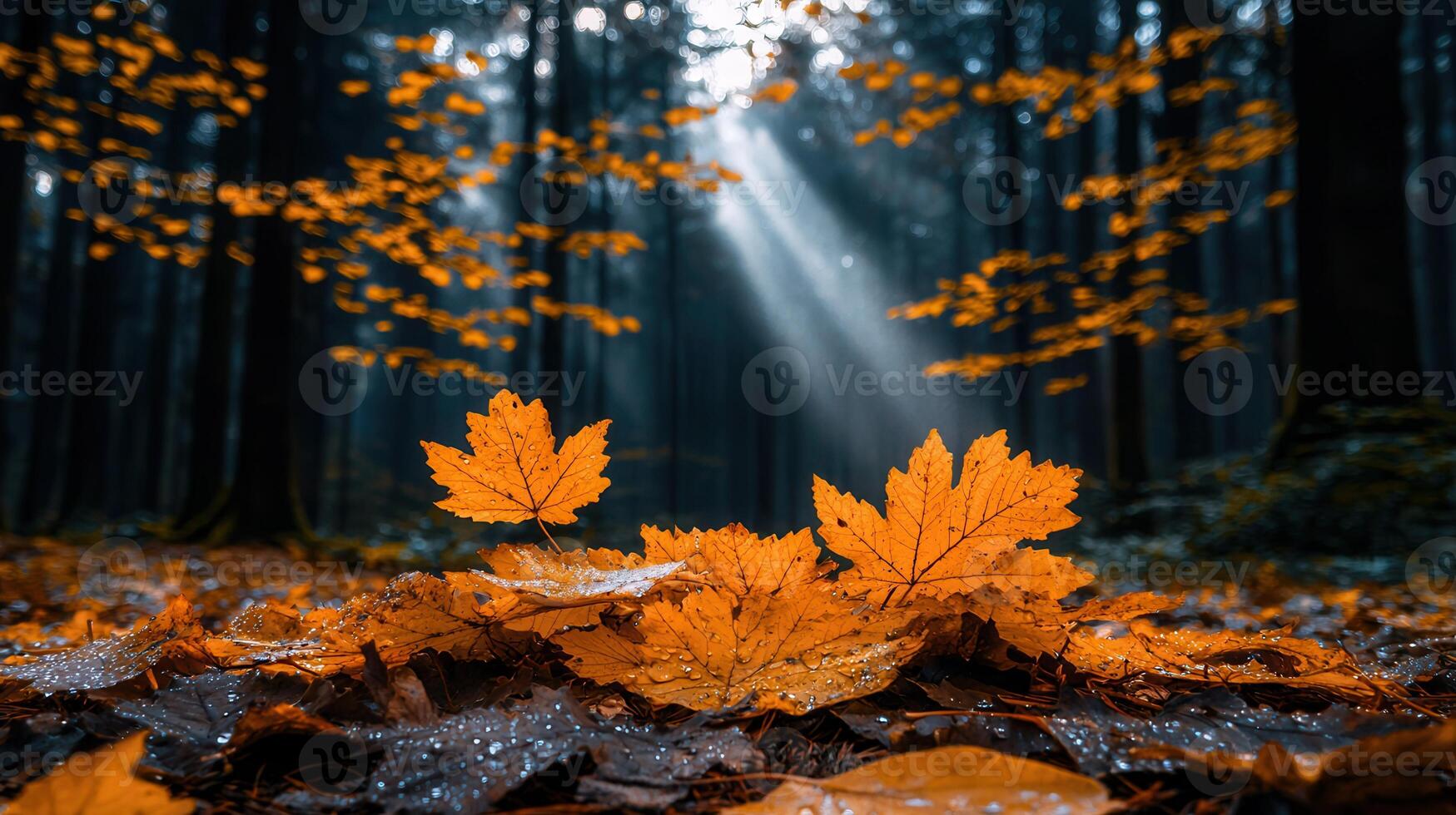 Autumnal Forest Floor with Dewy Maple Leaves Sunbeams Filtering Through Trees photo