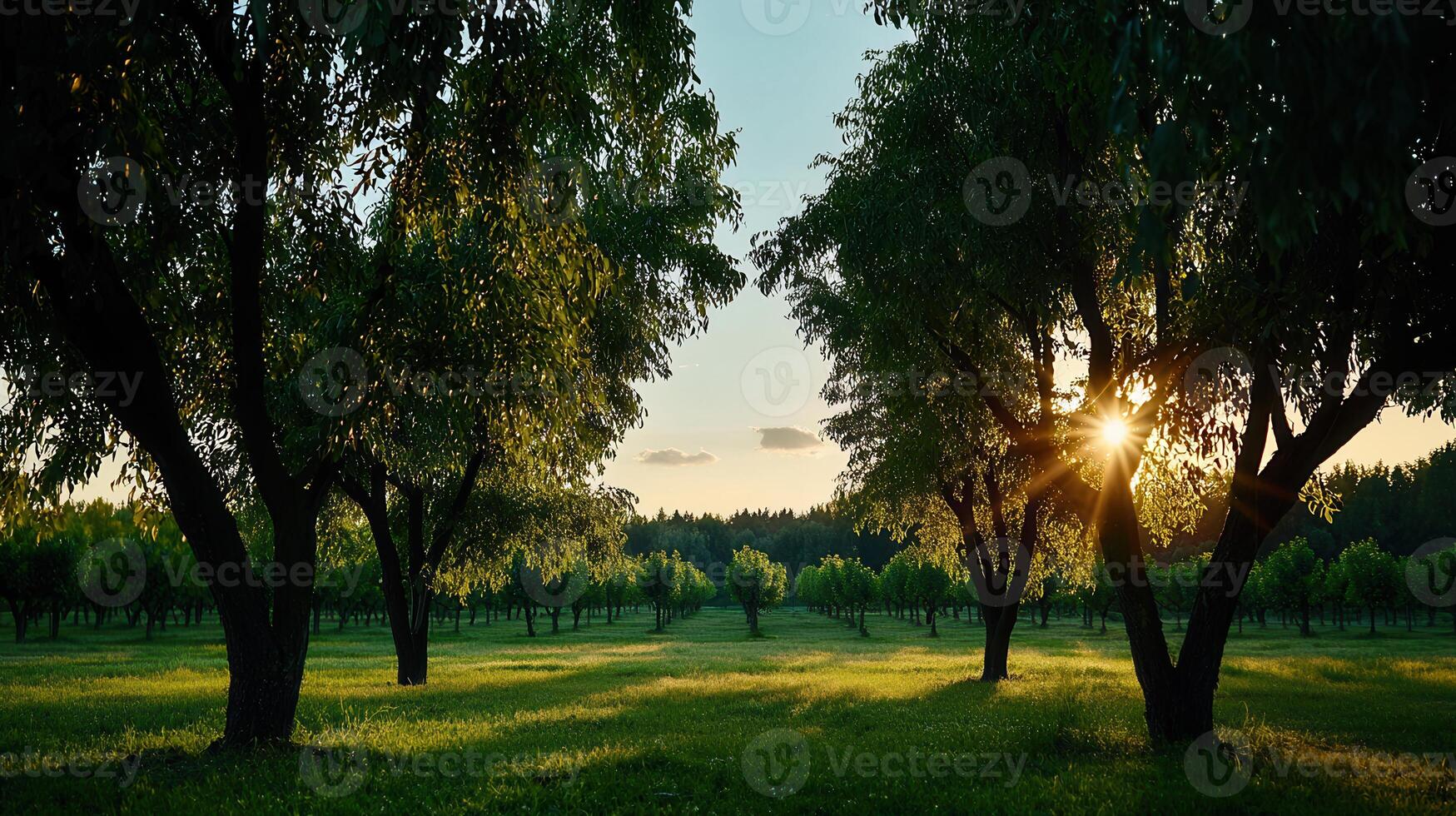 Serene Sunset View Golden Hour Light Through Lush Green Orchard Trees Tranquil Landscape photo