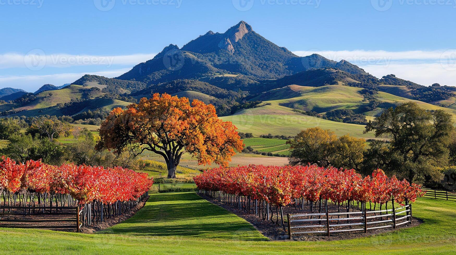 Scenic Autumn Vineyard Landscape with Mountain View Red Grapevines and Colorful Tree Under Blue Sky photo