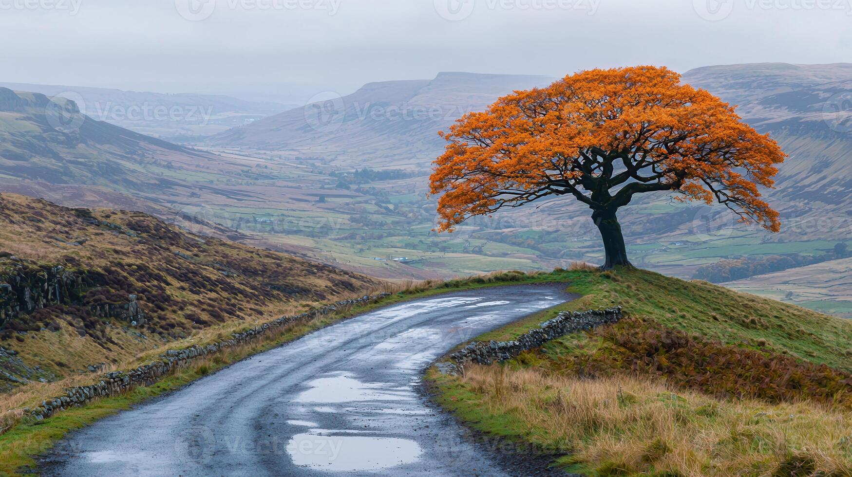 Scenic Autumn Landscape Solitary Orange Tree by Winding Road Overlooking Rolling Hills and Valleys photo