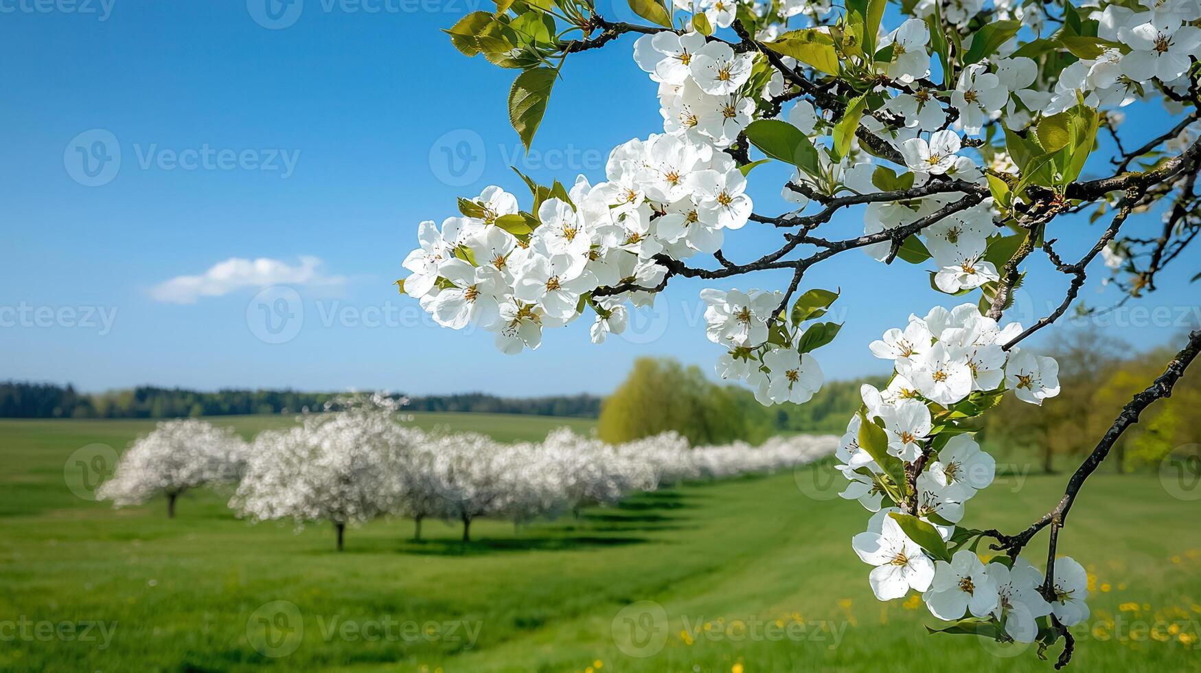 Spring blossoms on a branch with a picturesque orchard background showcasing a beautiful sunny day in nature photo