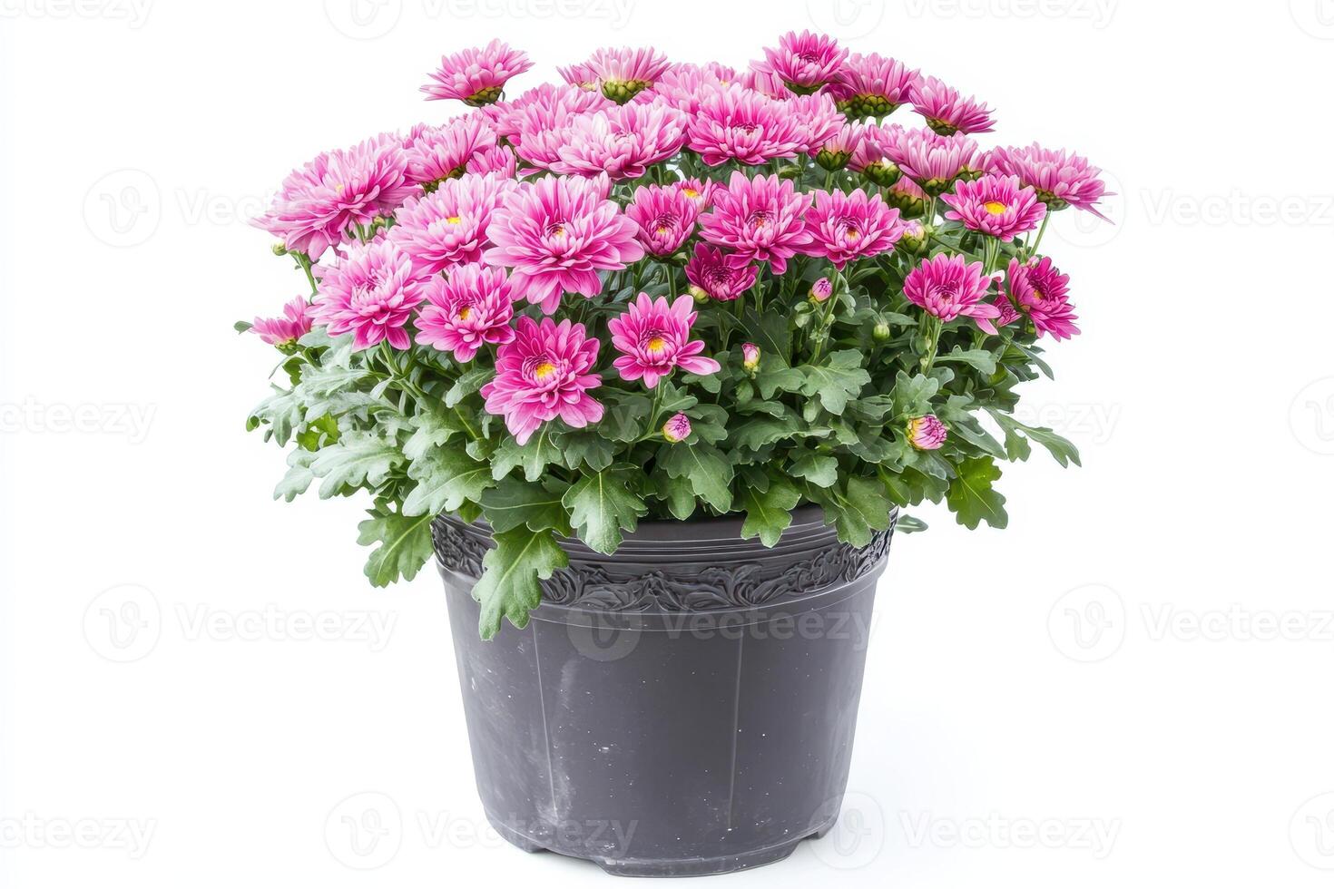 A vibrant pot of pink chrysanthemums, showcasing their beauty and enhancing indoor or outdoor spaces. photo