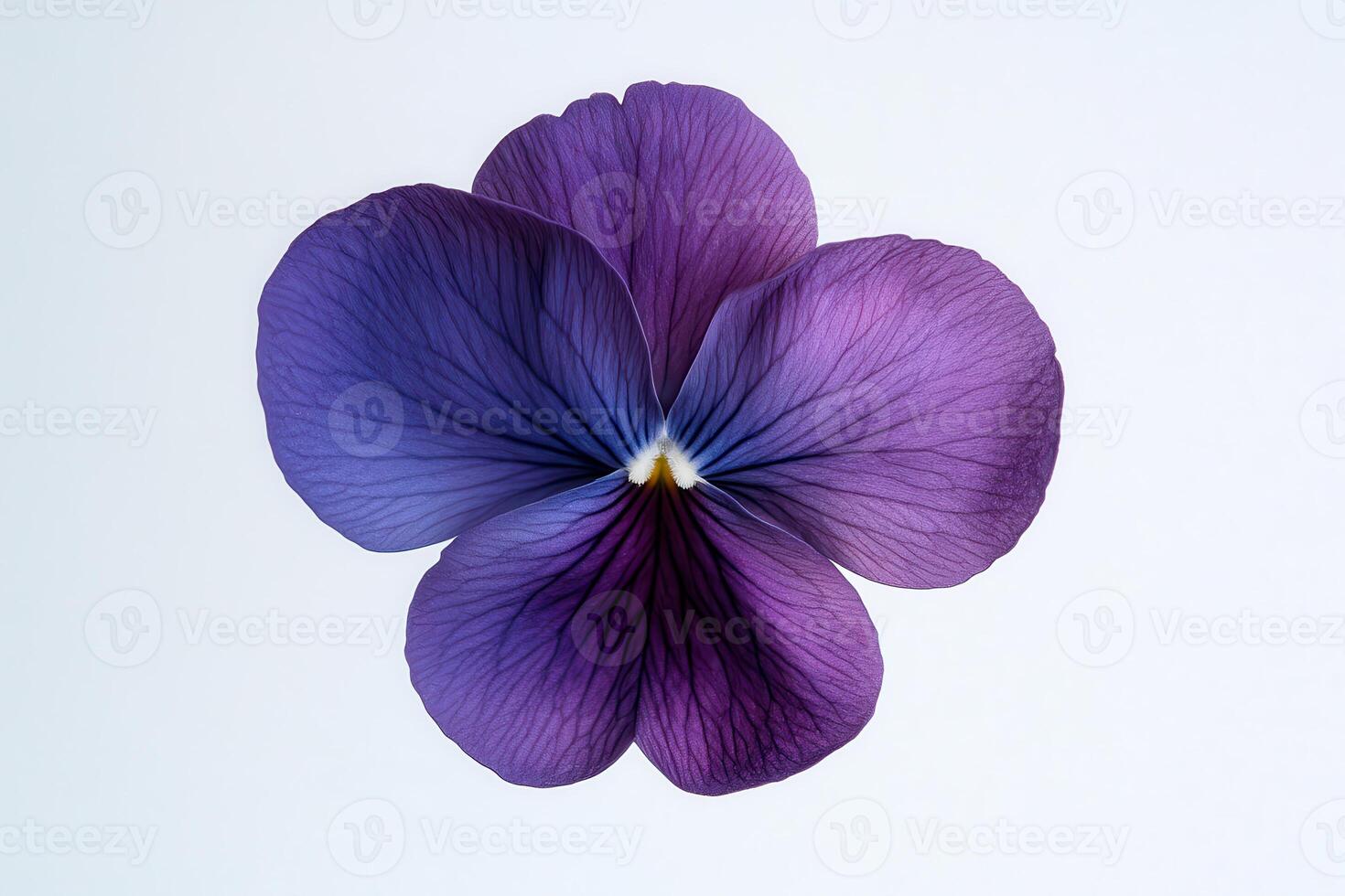 A close-up of a purple flower showcasing its intricate petal details. photo