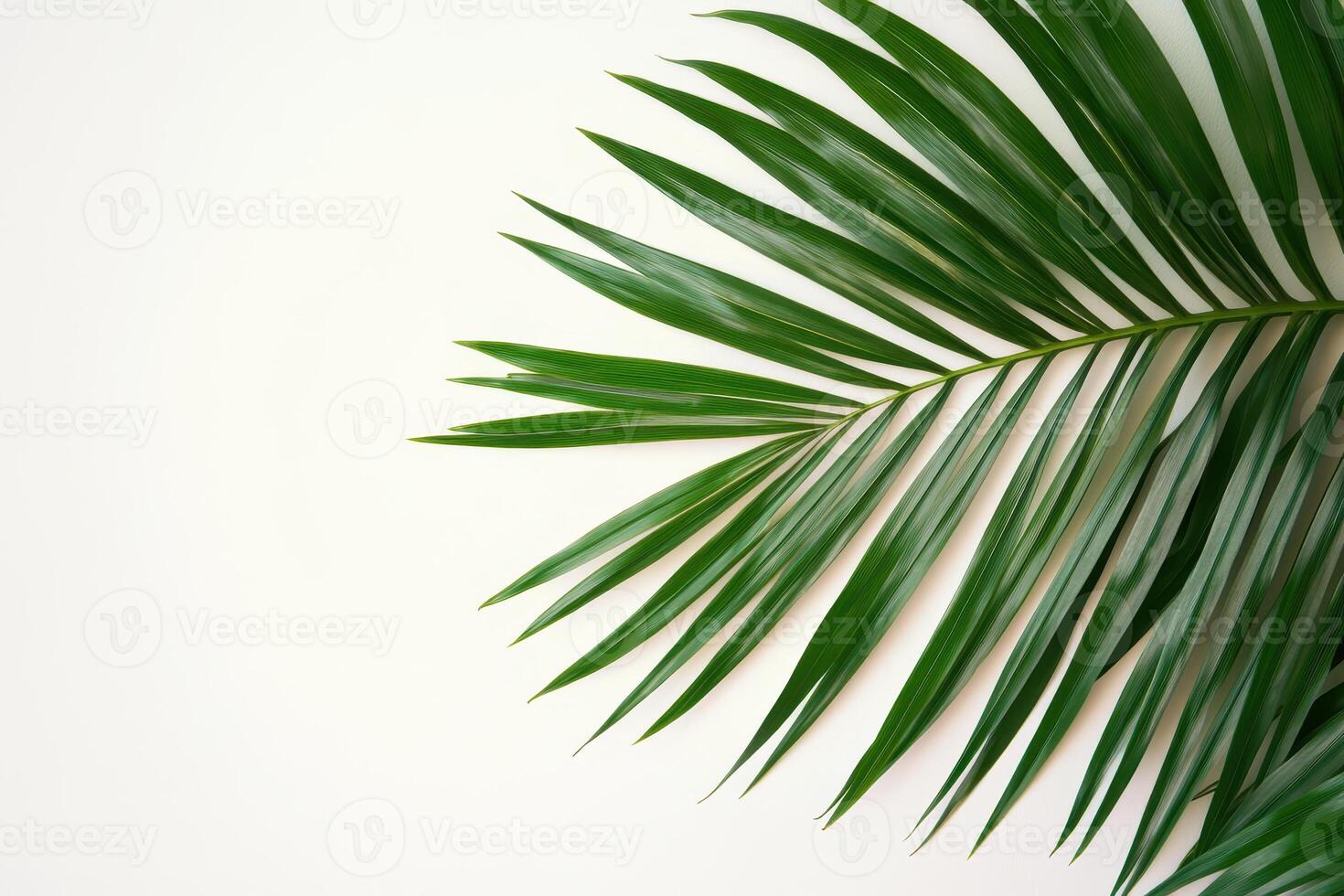A green palm leaf against a light background, emphasizing natural beauty and tranquility. photo