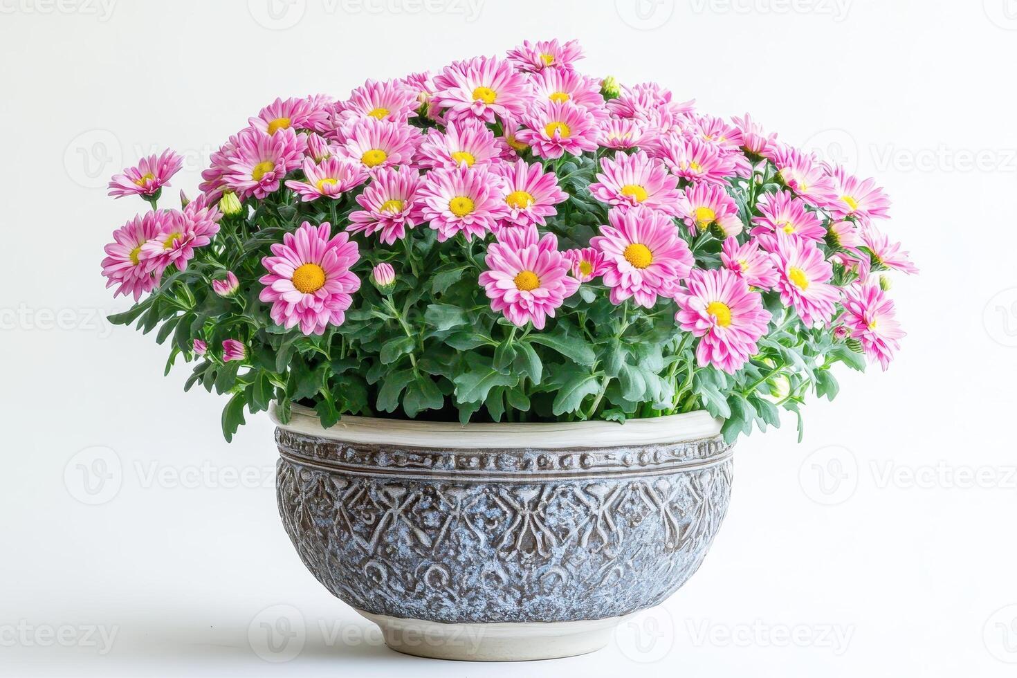 A vibrant arrangement of pink chrysanthemums in a decorative pot. photo