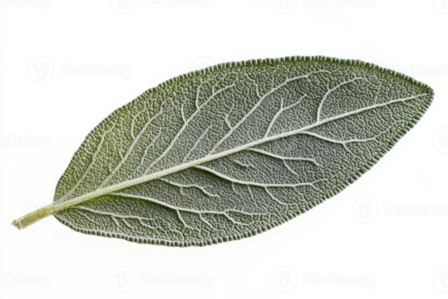 A detailed image of a sage leaf showcasing its texture and structure. photo