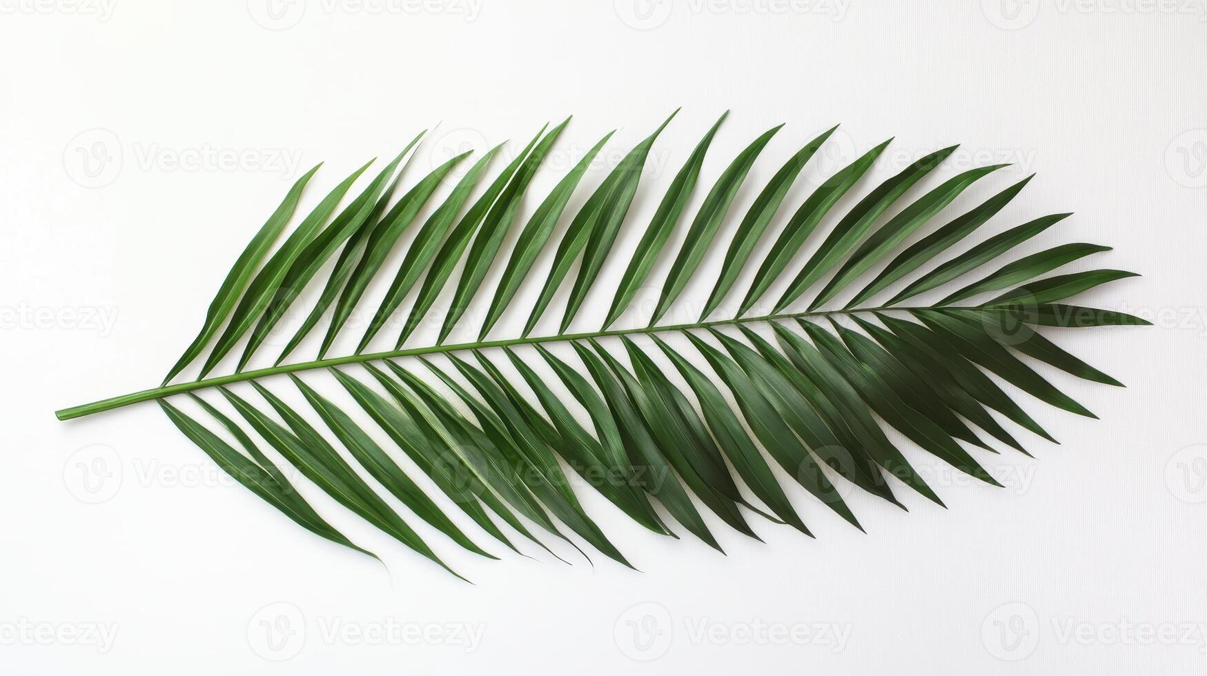 A green palm leaf arranged on a white background, showcasing its natural beauty. photo