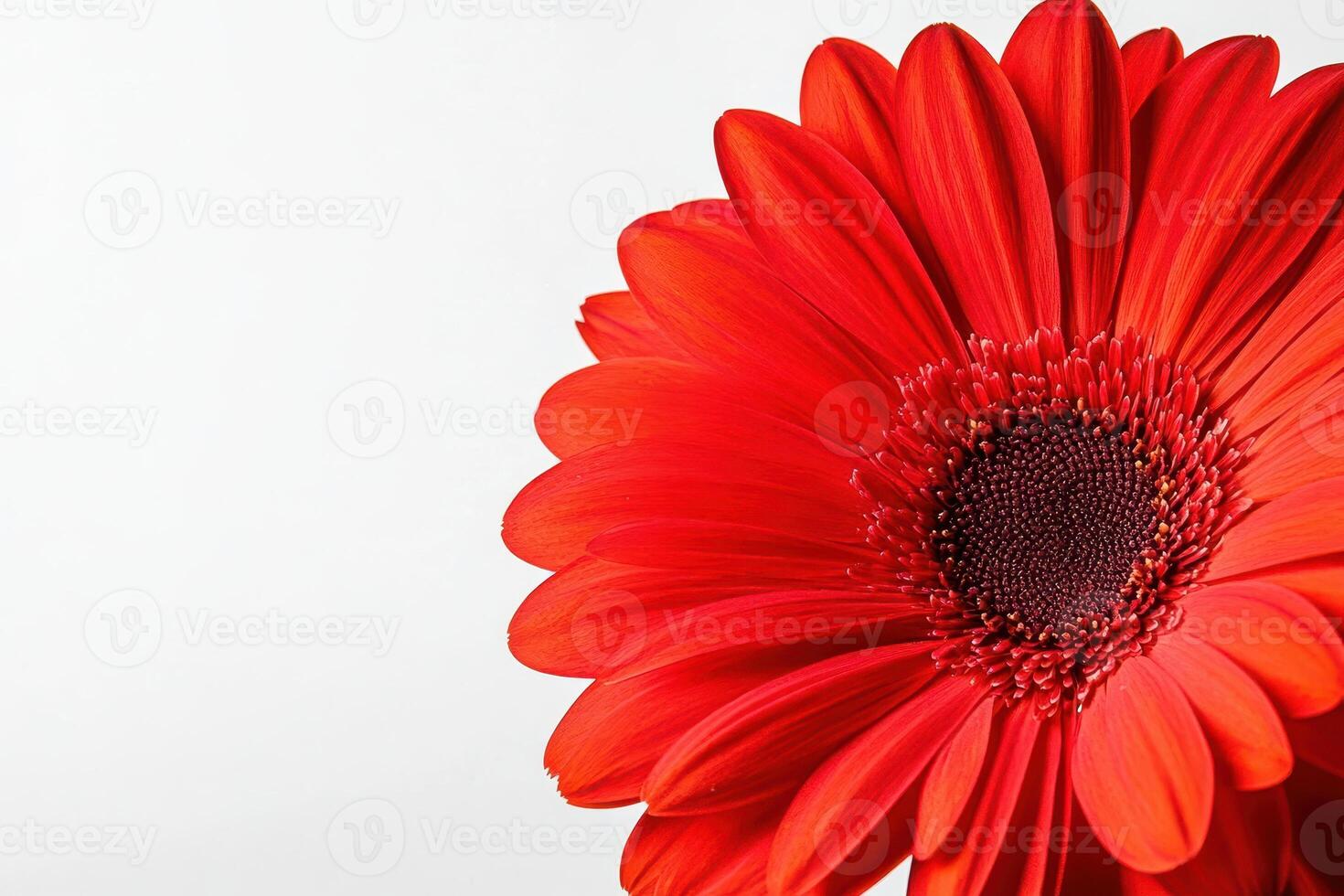 A vibrant red flower close-up against a light background, showcasing its petals and center. photo