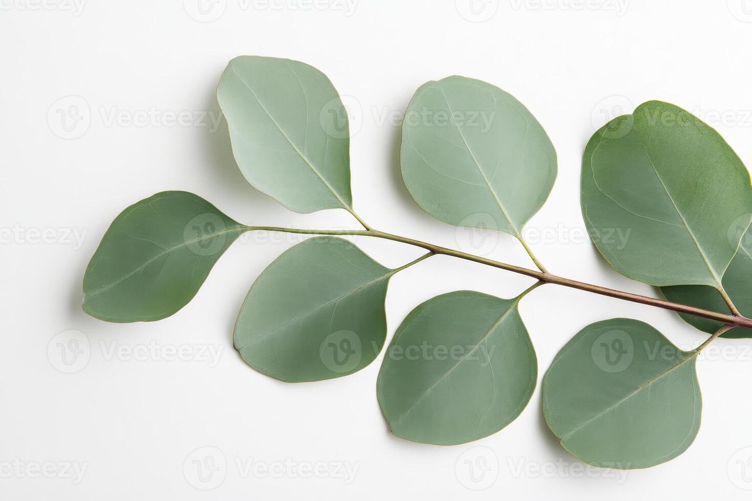 A branch with green leaves on a white background, showcasing natural beauty and simplicity. photo