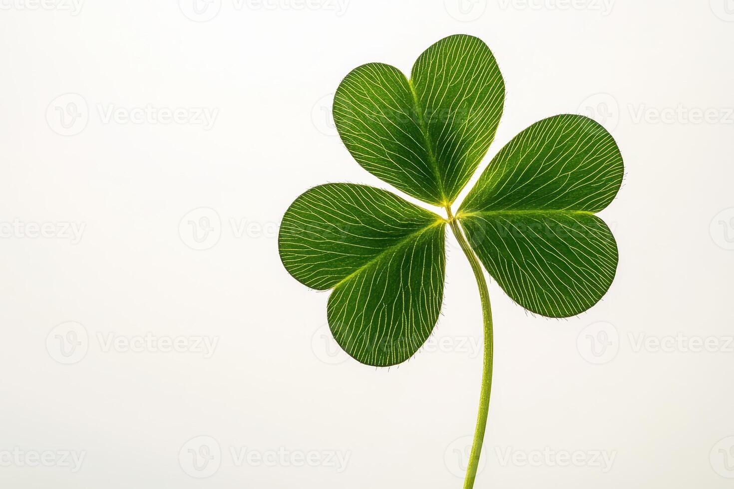 A close-up of a four-leaf clover against a light background, symbolizing luck and nature. photo