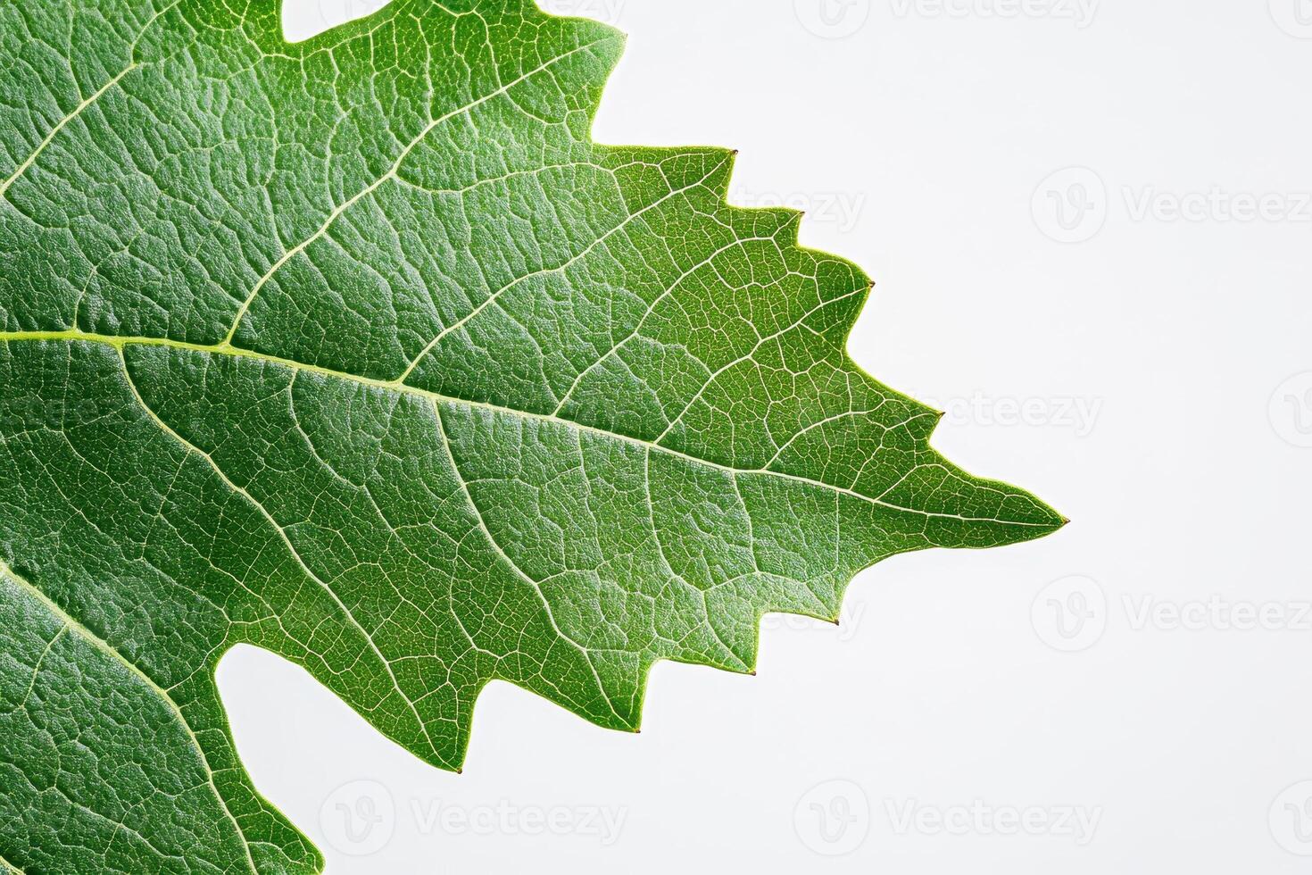 A close-up of a green leaf showcasing its texture and intricate vein patterns. photo