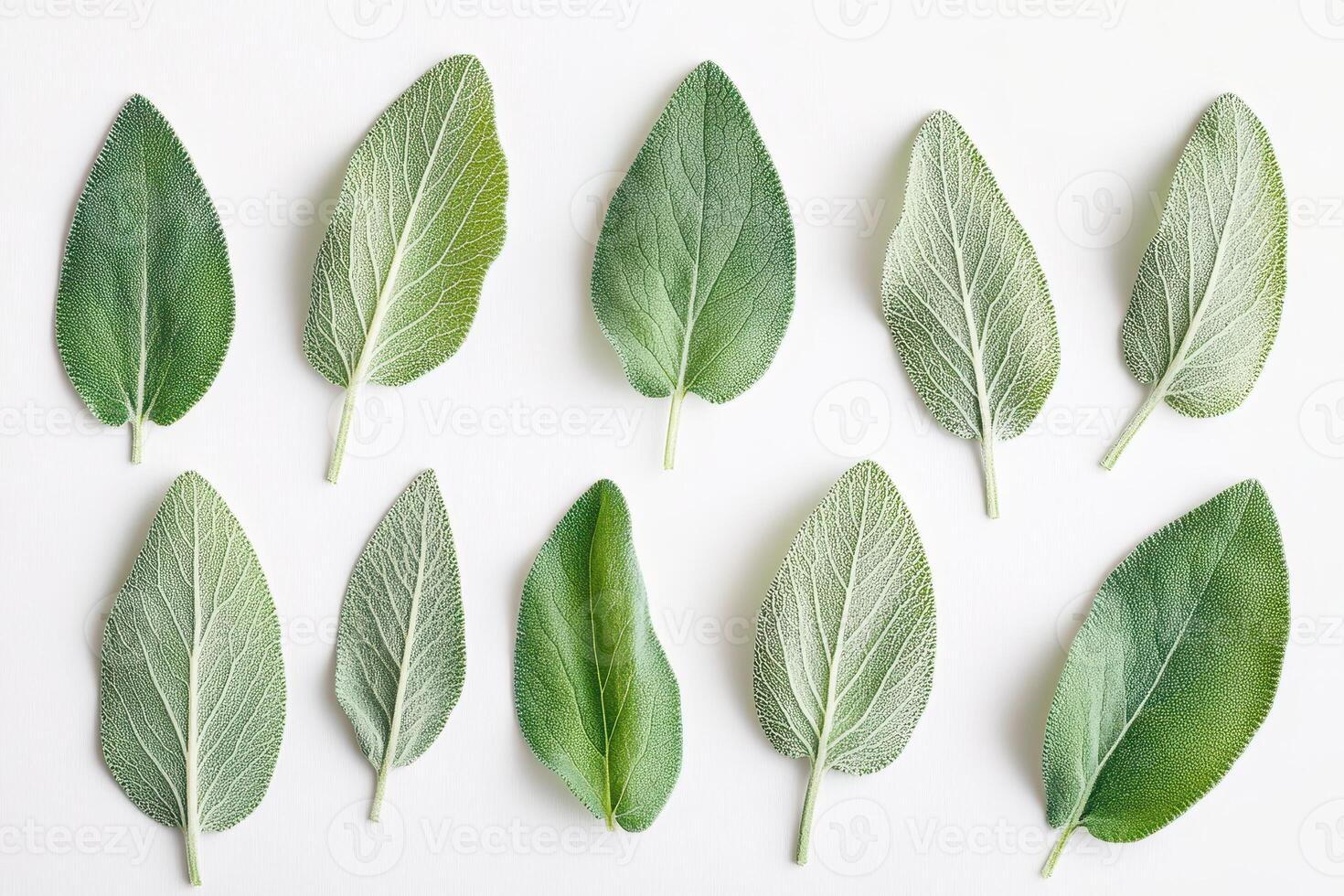 A collection of various green leaves arranged in a visually appealing pattern. photo