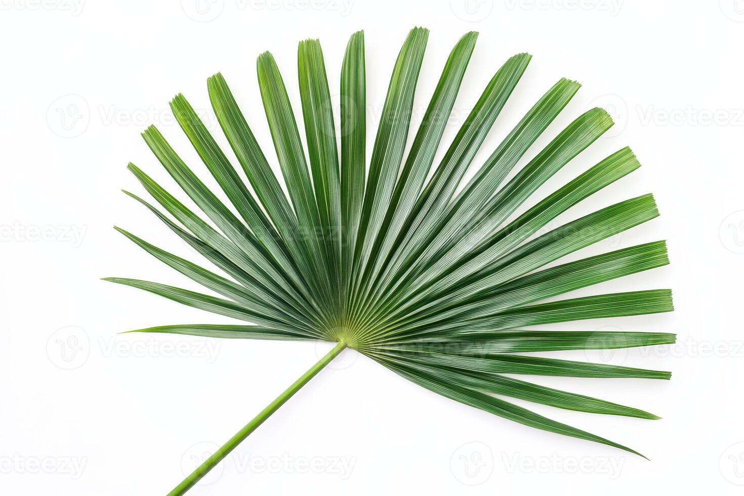 A green palm leaf displayed against a white background. photo