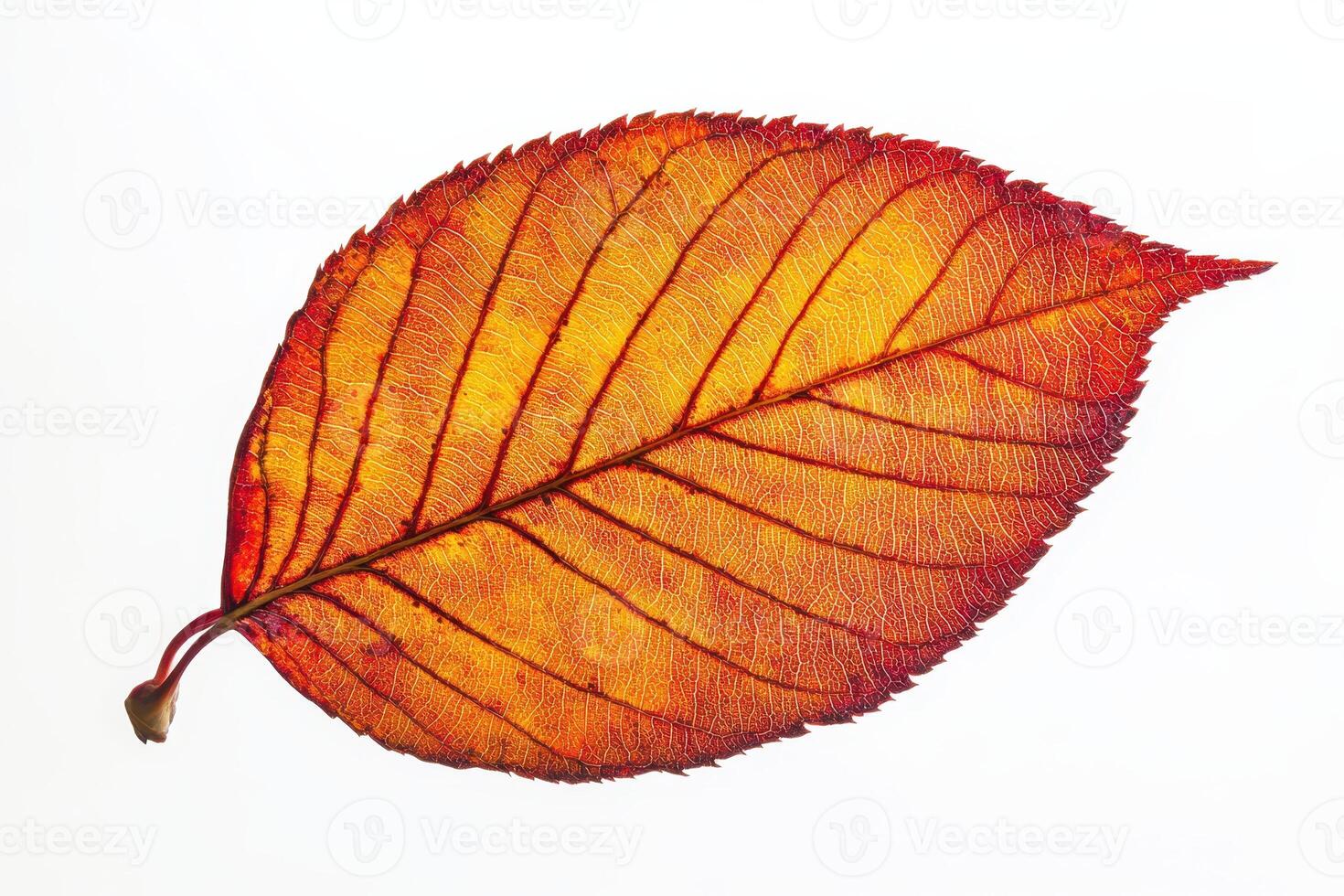 A vibrant autumn leaf showcasing intricate veins and colors against a white background. photo
