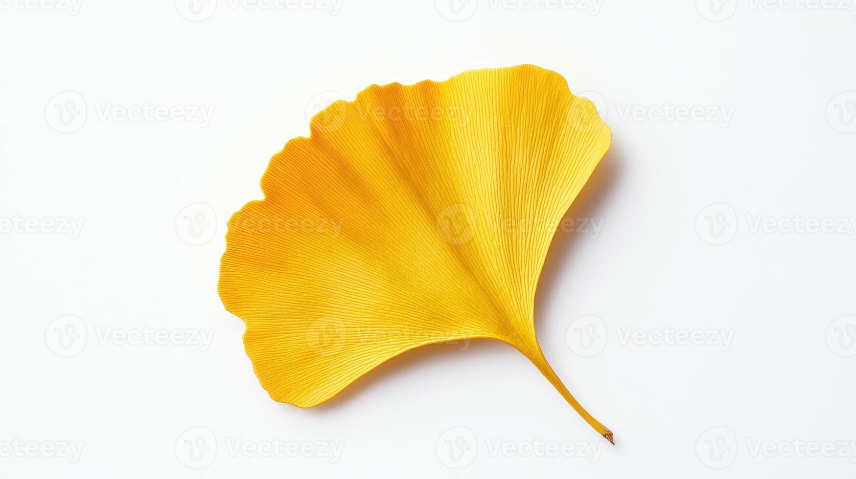 A vibrant yellow ginkgo leaf displayed on a clean white background. photo