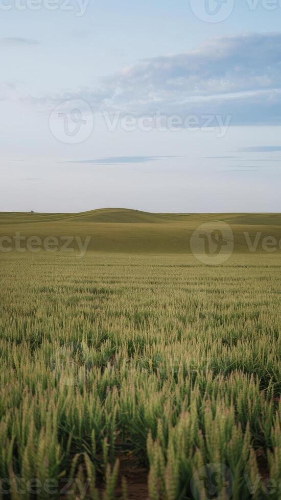 A lone cow stands in a field of green grass photo