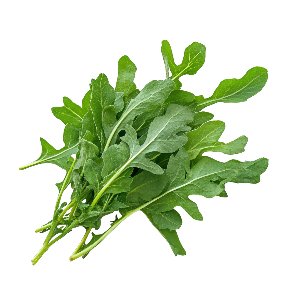 Fresh wild rocket leaves isolated on a transparent background for culinary use or salad preparation, Wild rocket leaves isolated on transparent background png