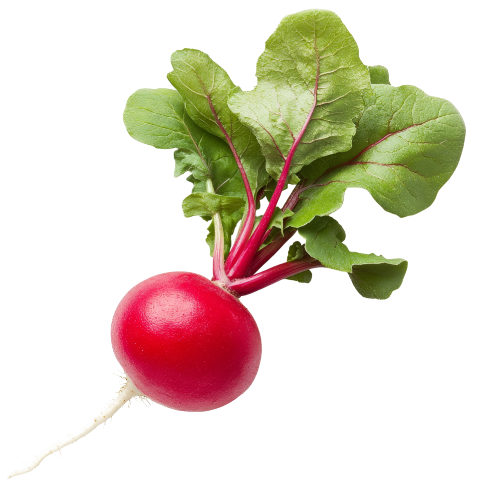 Fresh red radish with green leaves on a transparent background, great for cooking or gardening reference, red radish isolated on transparent background png