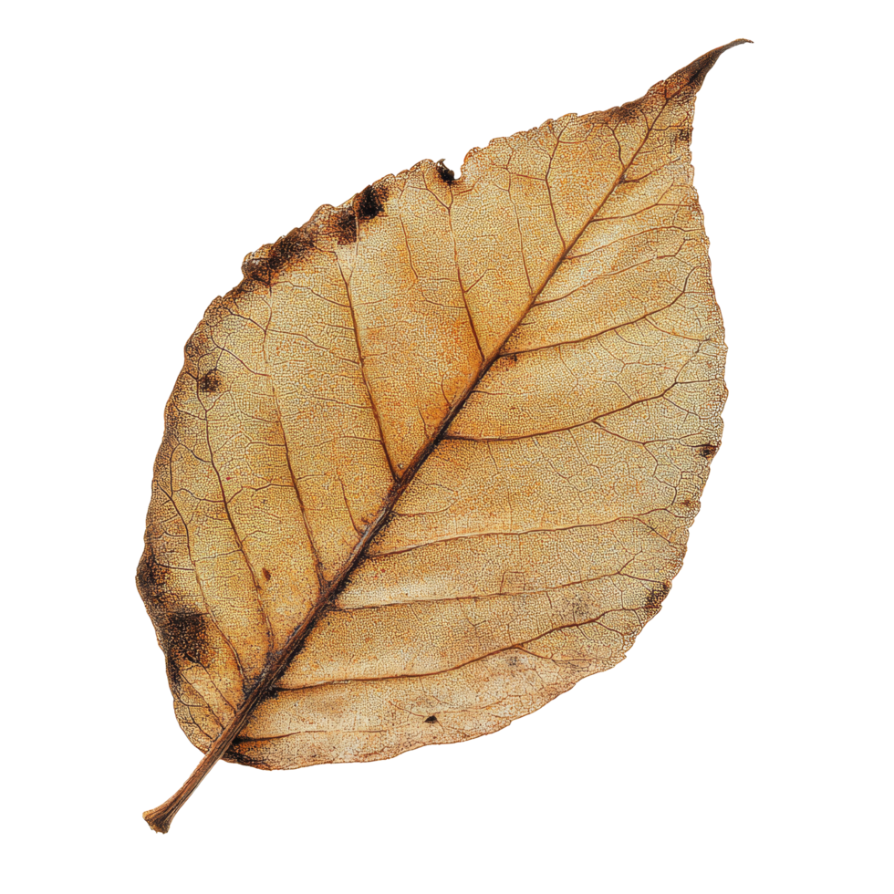 A solitary dry leaf resting on a clear transparent background, showcasing natures intricate details, of a solitary dry leaf on a clear or transparent background with png