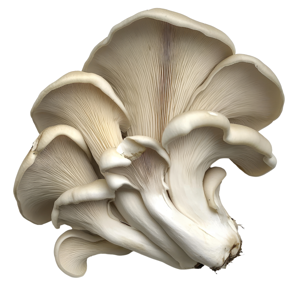 Fresh oyster mushroom on a pristine transparent background, showcasing its delicate texture and unique shape, oyster mushroom transparent background png