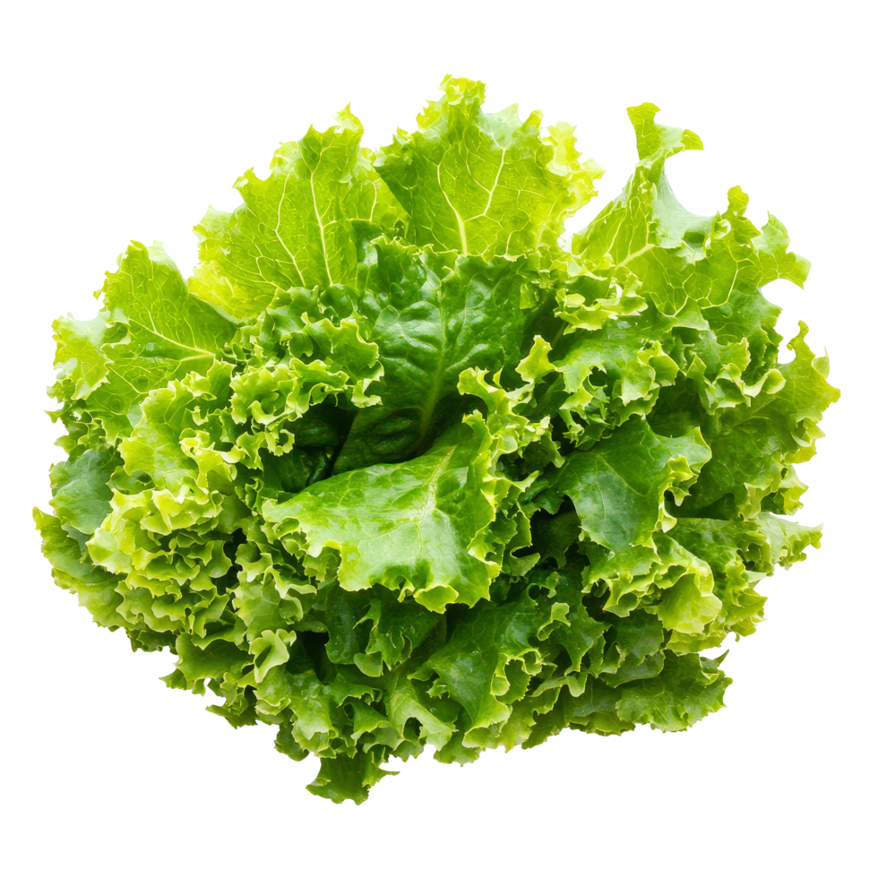 Fresh green lettuce salad leaves isolated on a clean transparent background for healthy meal preparation, Fresh lettuce salad leaves isolated on transparent background png