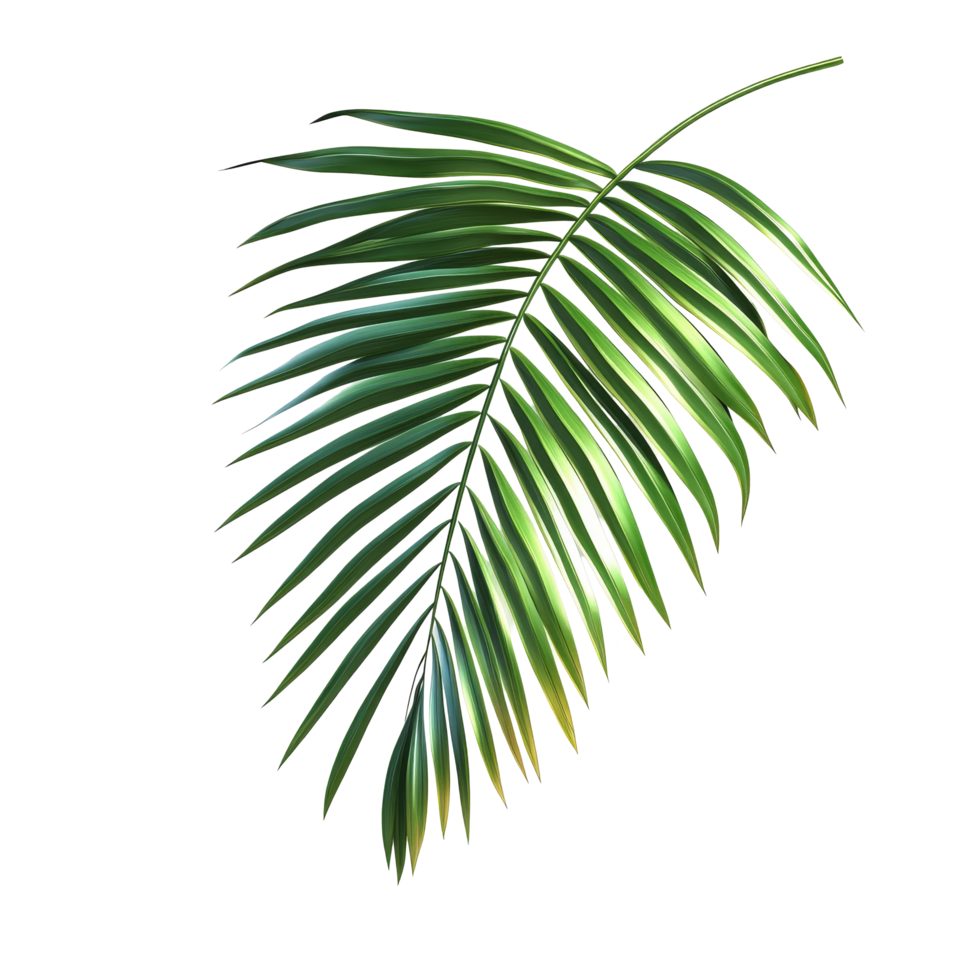 A vibrant green palm tree leaf casting a delicate shadow isolated on a clean transparent background, green leaf of palm tree with shadow isolated on transparent backgroundfile png