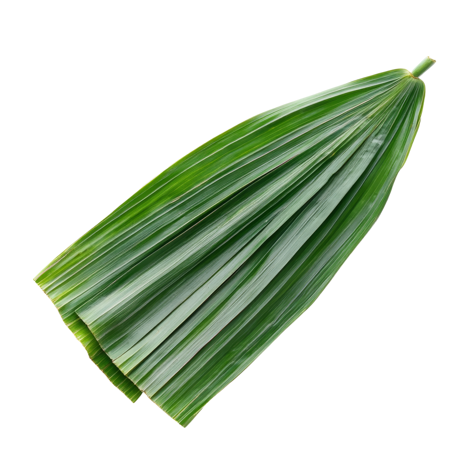 Freshly sliced pandan leaf showcasing vibrant green colors on a clean transparent background, slice pandan leaf isolated on transparent background png