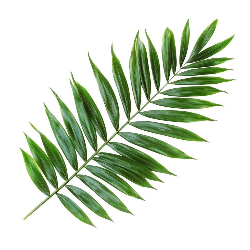 Green palm tree leaves isolated on a transparent background showcasing their distinct shape and vibrant color, Green leaves of palm tree isolated on transparent backgroundfile png