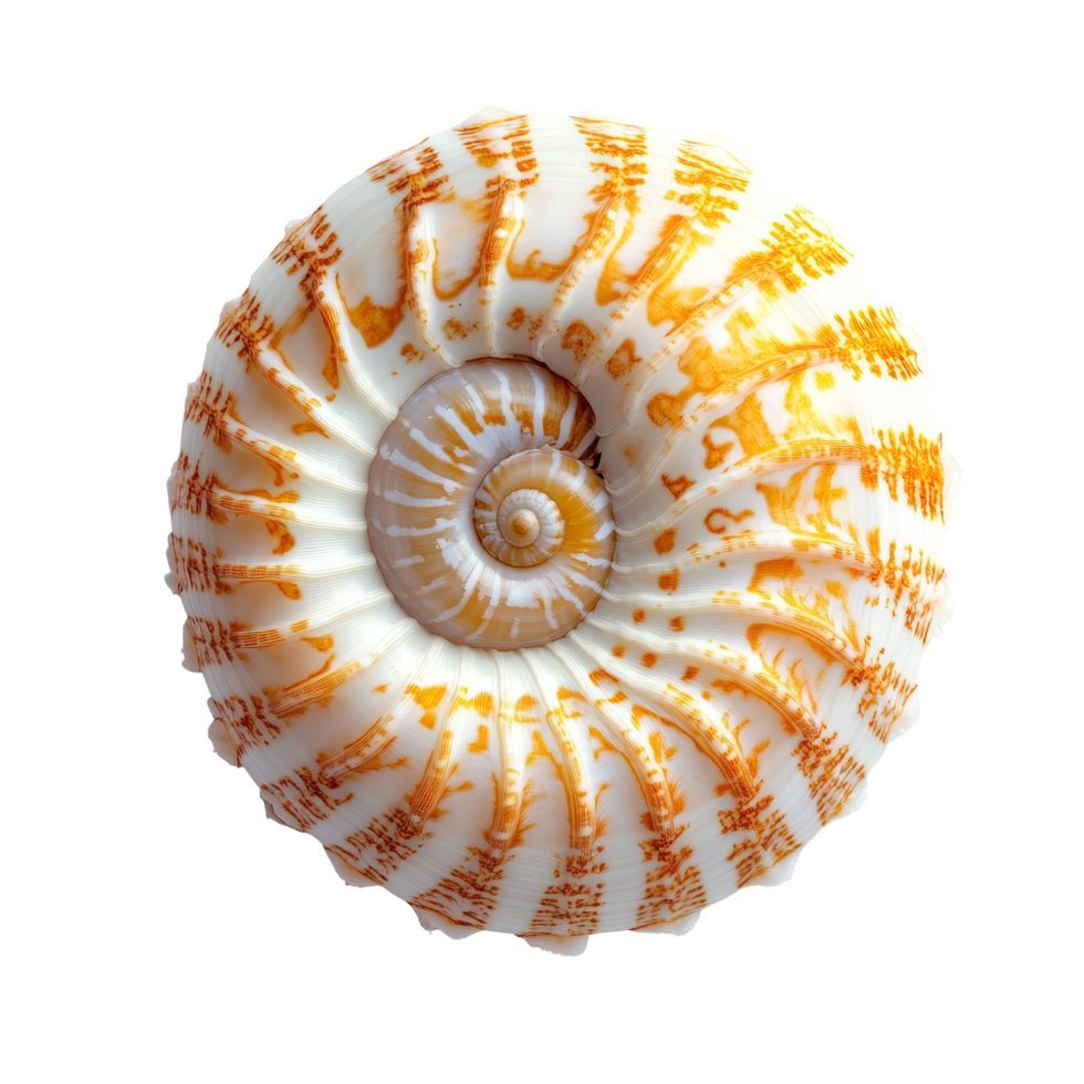 Beautiful nautilus shell isolated on a clean transparent background showcasing its intricate spiral design and vibrant colors, nautilus isolated on transparent background png